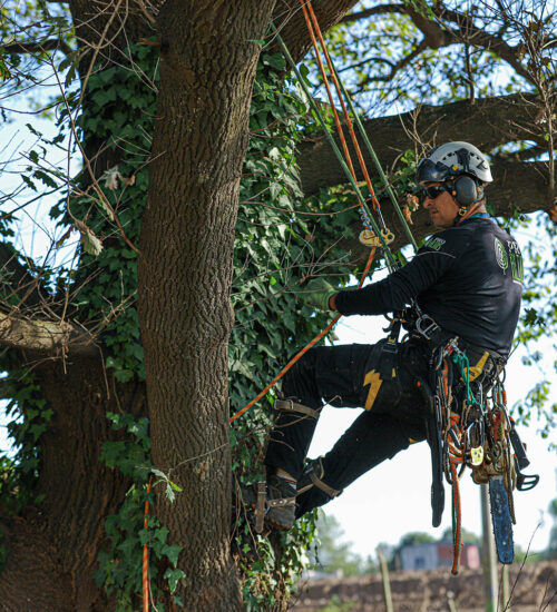 Poda mantenimiento árboles