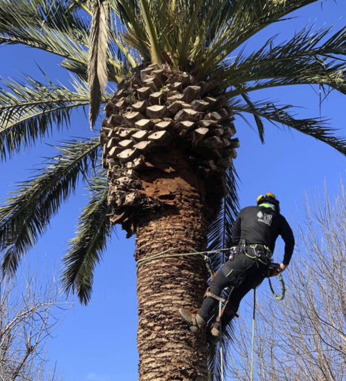 Poda mantenimiento palmeras