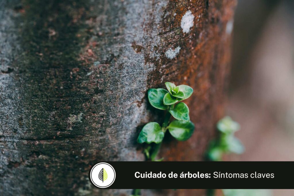 Enfermedades de los Árboles: Síntomas y Soluciones